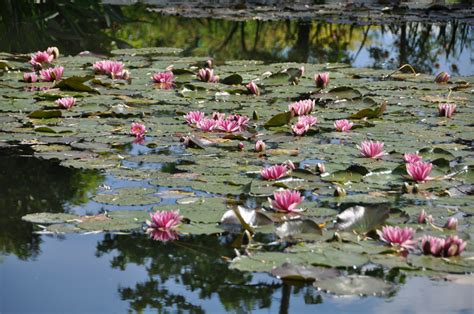 givenchy nympheas|The Real Water Lilies of Giverny .